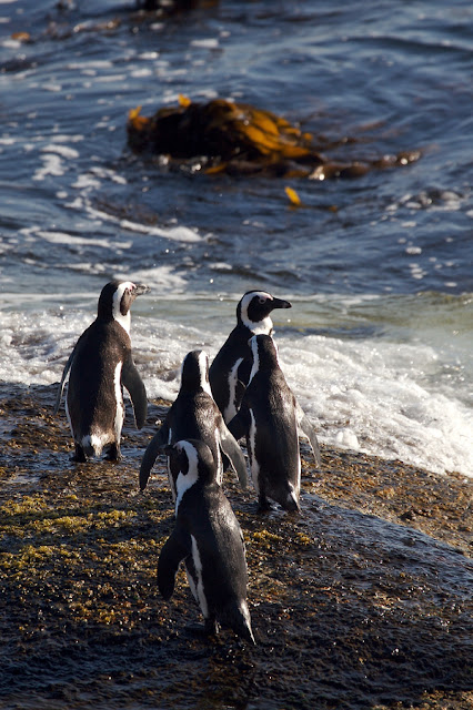 baby penguins pictures