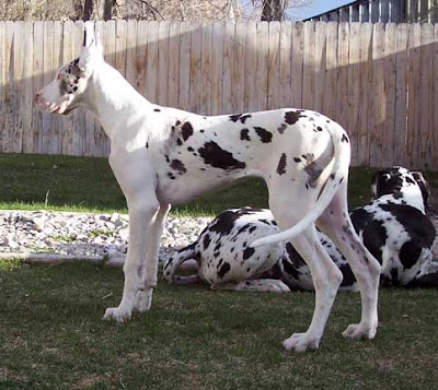 Great Dane