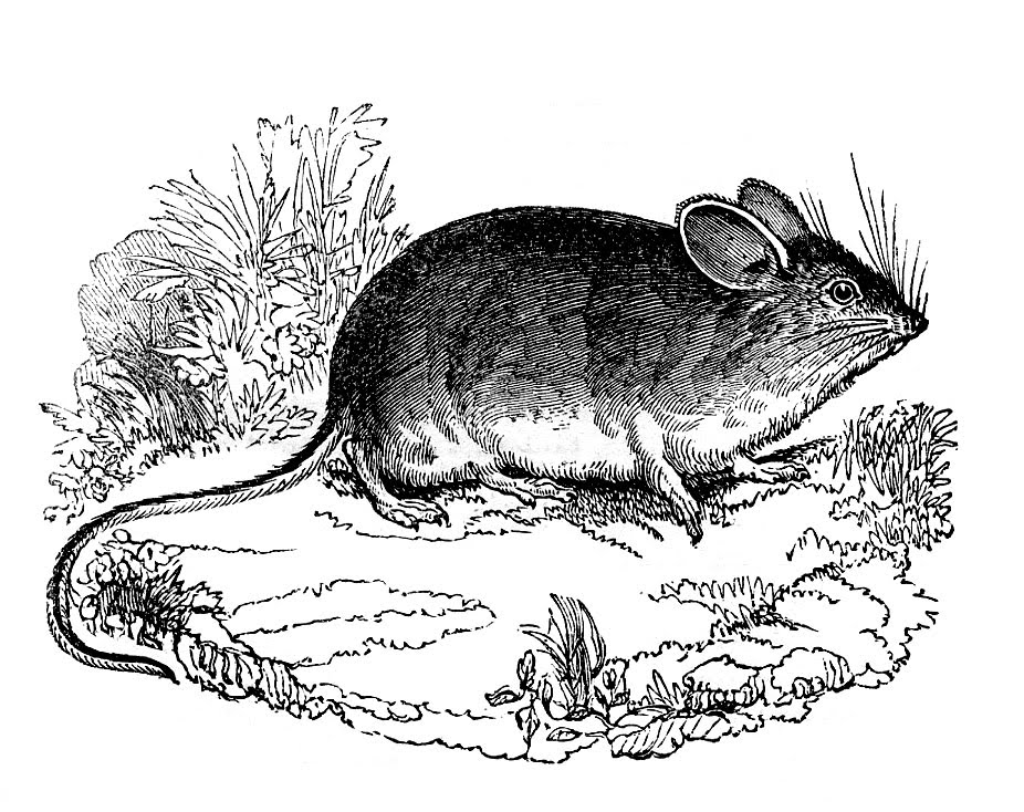 These are two fun black and white mice images from an early Natural History