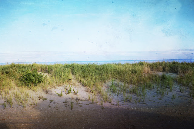 sand dune with anchoring vegetation