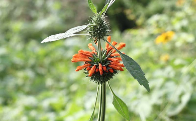 Lions Ear Flowers Pictures