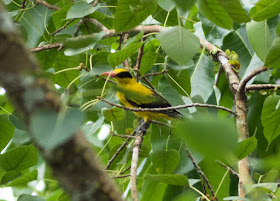 Black-naped Oriole - Singapore Botanic Gardens