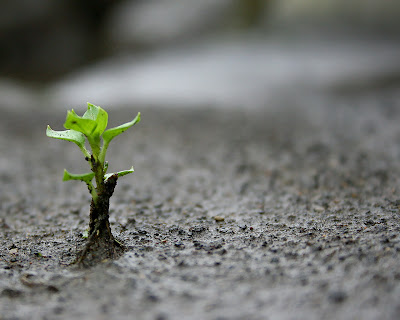 Wallpaper on a tiny plant