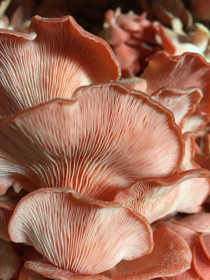 Mushroom cultivation in Mumbai | Is Mushroom Farming Profitable In Mumbai? | Is Mushroom Farming Is Profitable In Maharashtra