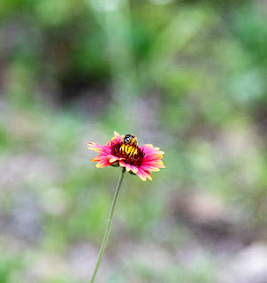 bee on gaillardia