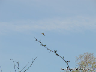 Tree Swallows Flying