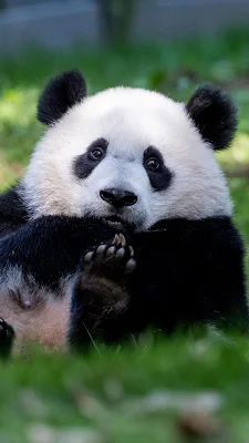 Cute Panda iPhone Animal Wallpaper