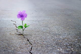 Photo of a purple flower growing out of a crack in concrete.