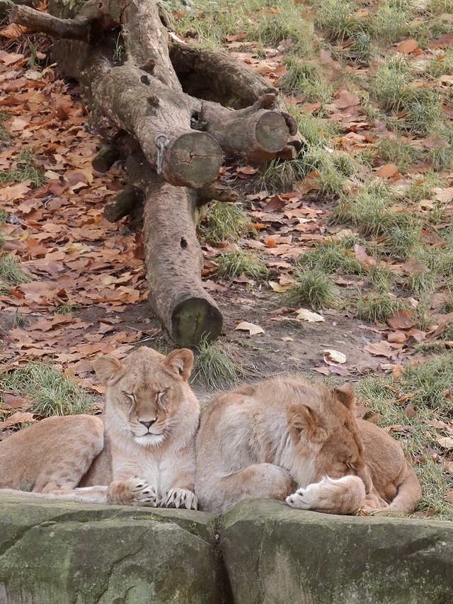 Antwerpen: in de zoo - de familie leeuw