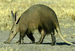 oricteropo Cerdo hormiguero Orycteropus afer