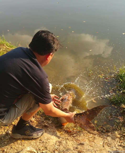 Catch and releasing the catfish