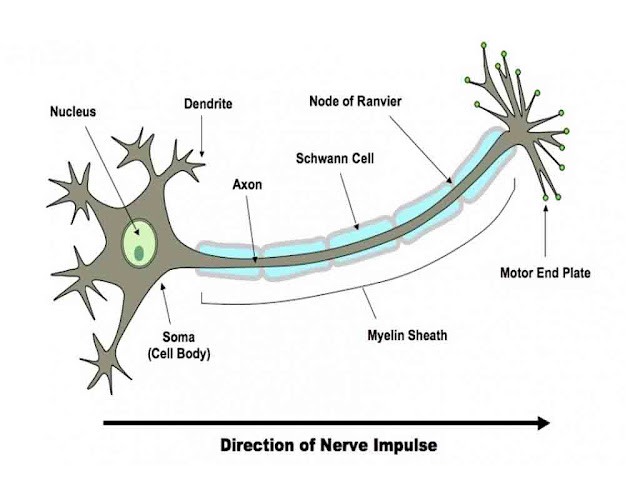 तन्त्रिका आवेग क्या होते हैं | Nerve Impulse Details in Hindi