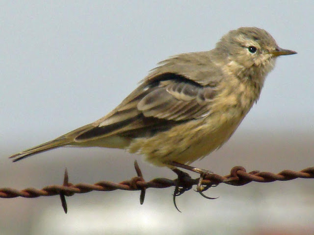 Songbirds Of North America