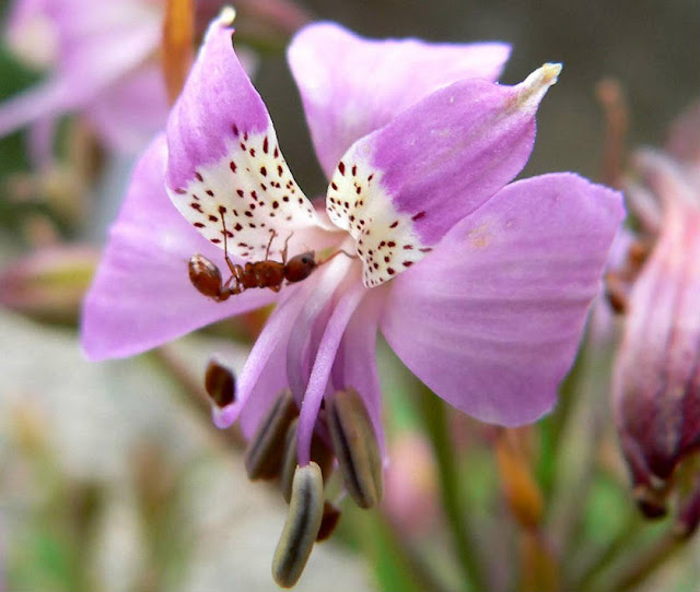 A solitary Purple Alstroemeria