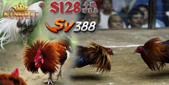 Sv388 Sabung Ayam Online Aman Dan Tereprcaya Di Agen Kingbet303 