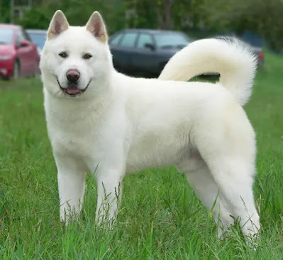 كلب اكيتا اينو معلومات شاملة عن كلاب الاكيتا صفات تدريب طباع أصل السلالة صور وفيديو