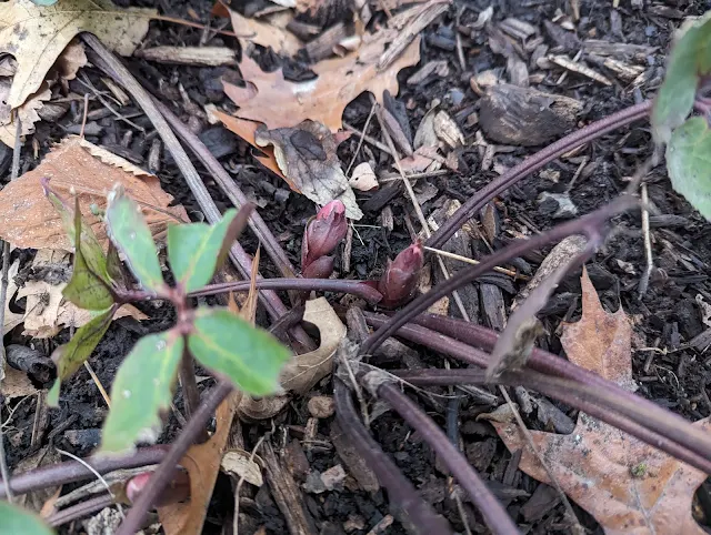 Ivory Prince Hellebore Early Emergence - Zone 6A