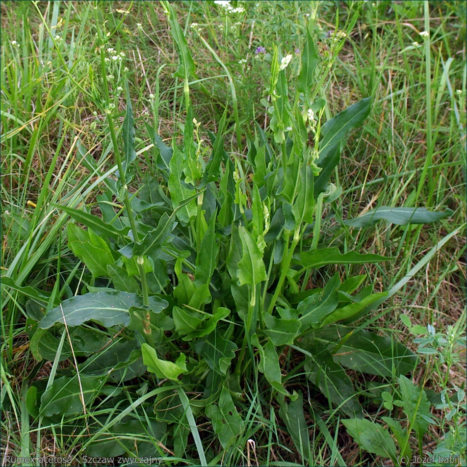 Rumex acetosa - Szczaw zwyczajny pokrój