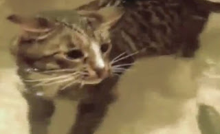 Video Lucu Kucing Berlatih Berenang - webunic