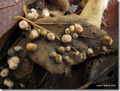 pale galls