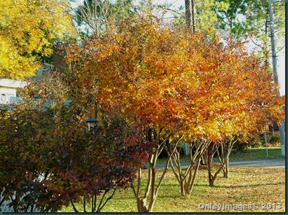 fall crepe myrtles