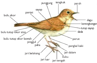 Kingdom Animalia  Biologi Indonesia