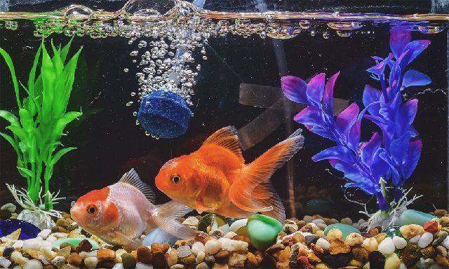  Gambar  Ikan  dalam Aquarium yang Cantik dan Terindah