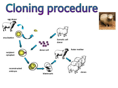 Cloning procedure image