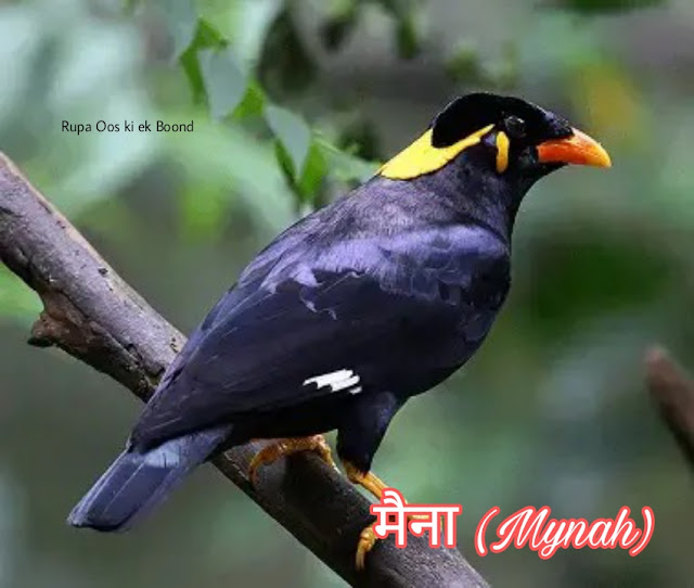 छत्तीसगढ़ का राजकीय/राज्य पक्षी || State Bird Of Chhattisgarh ||