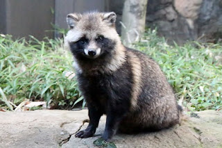 Japanese Raccoon Dog