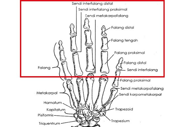 Tulang Jari Tangan Manusia