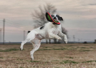 Flying Dogs Catching Frisbees Seen On www.cars-motors-modification.blogspot.com