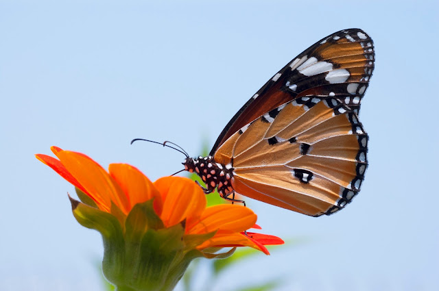 Mal clima atrasó llegada de mariposas Monarcas