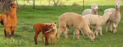 alpaca_associazione_mammagatta