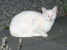 Si kucing pencuri berbulu putih