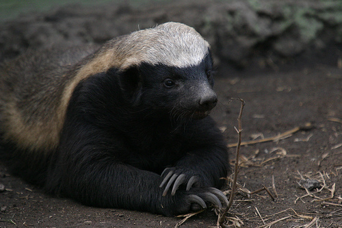 Honey Badger