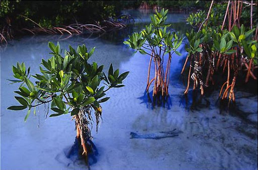 source images with : http://www.mangrove.at/