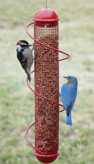 Bird Feeder Peanut