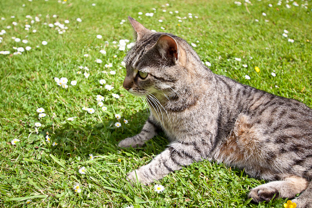 Scottish cat on the grass