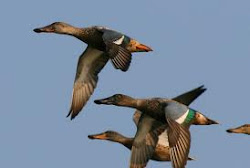 Northern Shoveler Migrating