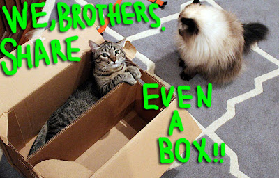 cat-share-box-01