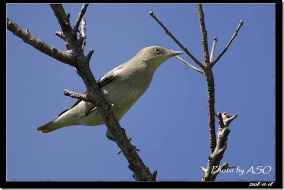 灰背椋鳥(2008-10-17社頂公園)9259