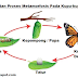 Urutan Proses Metamorfosis pada Kupu-kupu