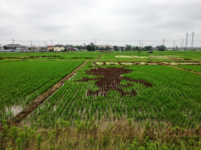 こしがや田んぼアート2013ウルトラマン（6/24）