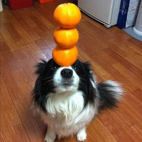 talented dog balancing three orange on his head, funny animal pictures of the week
