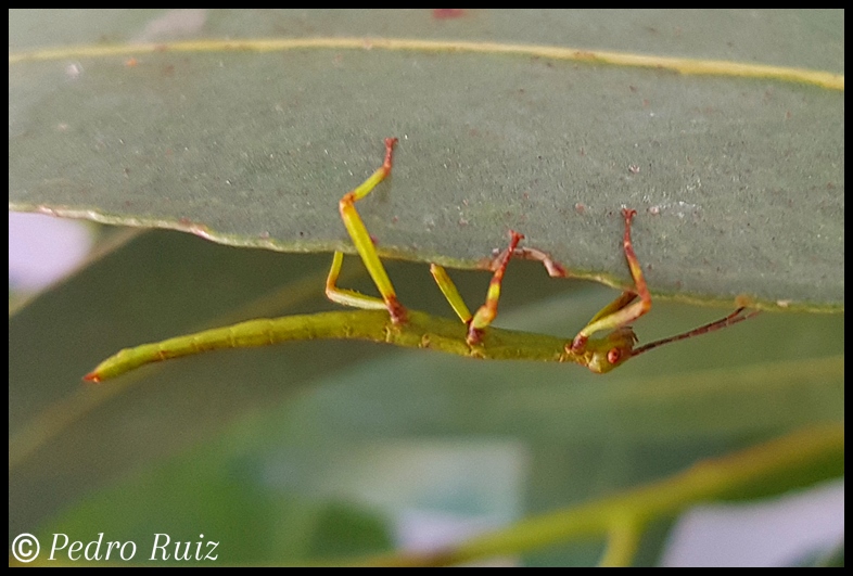 Ninfa macho L1 de Diapherodes gigantea, 2,2 cm de longitud