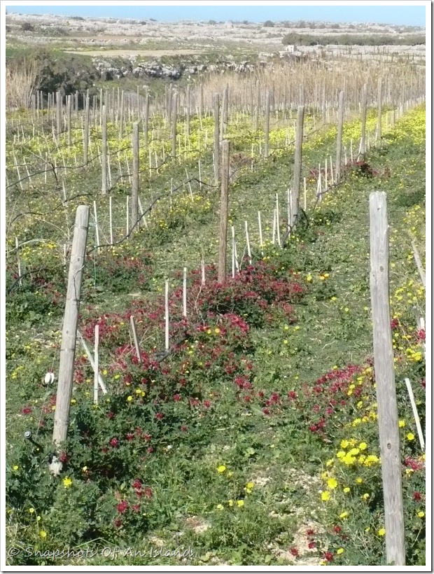 Bahrija Valley (3)