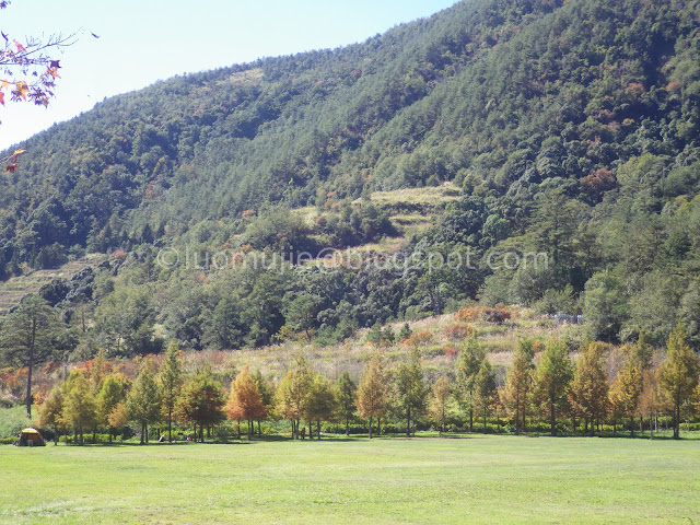 Wuling Farm maple autumn foliage