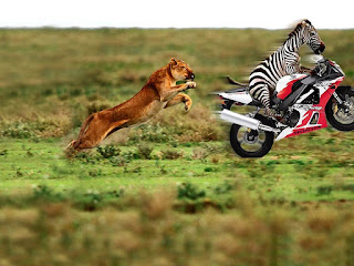 Funny Zebra