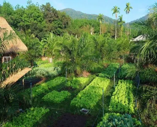 taman dengan tanaman sayuran